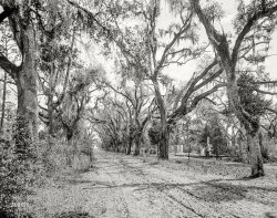 &nbsp; &nbsp; &nbsp; &nbsp; Midafternoon in the Garden of Good and Evil.
Circa 1901. "Bonaventure Cemetery, Savannah, Georgia." 8x10 inch glass negative by William Henry Jackson. Detroit Photographic Company. View full size.