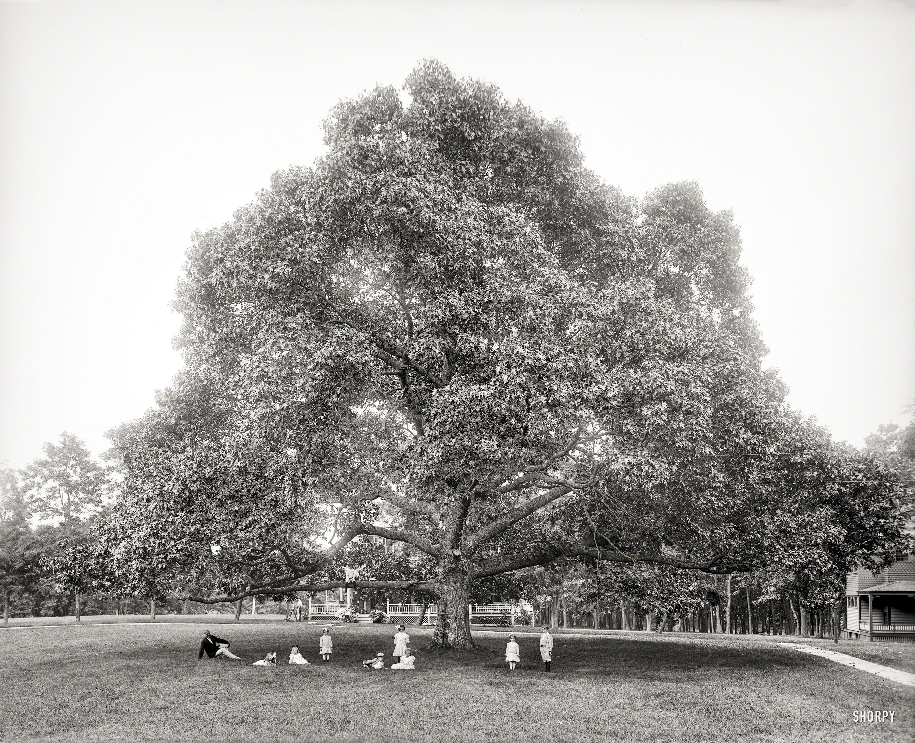 1904. "Under the great oak, Manhanset Manor, Shelter Island, N.Y." The same gent seen earlier perched on the railing, possibly William Henry Jackson with his grandchildren. 8x10 glass negative, Detroit Publishing Co. View full size.
