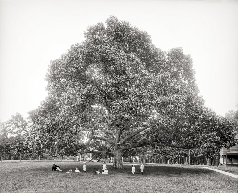 Family Tree: 1904