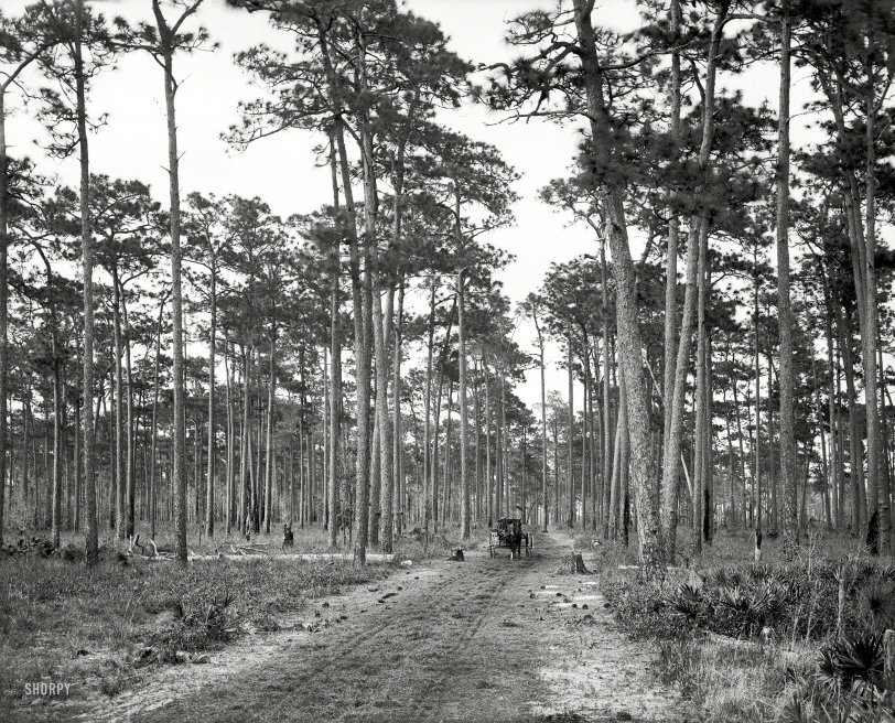 Circa 1905. "In the pine woods, Florida." Who can direct us to I-95? 8x10 inch dry plate glass negative, Detroit Publishing Company. View full size.
