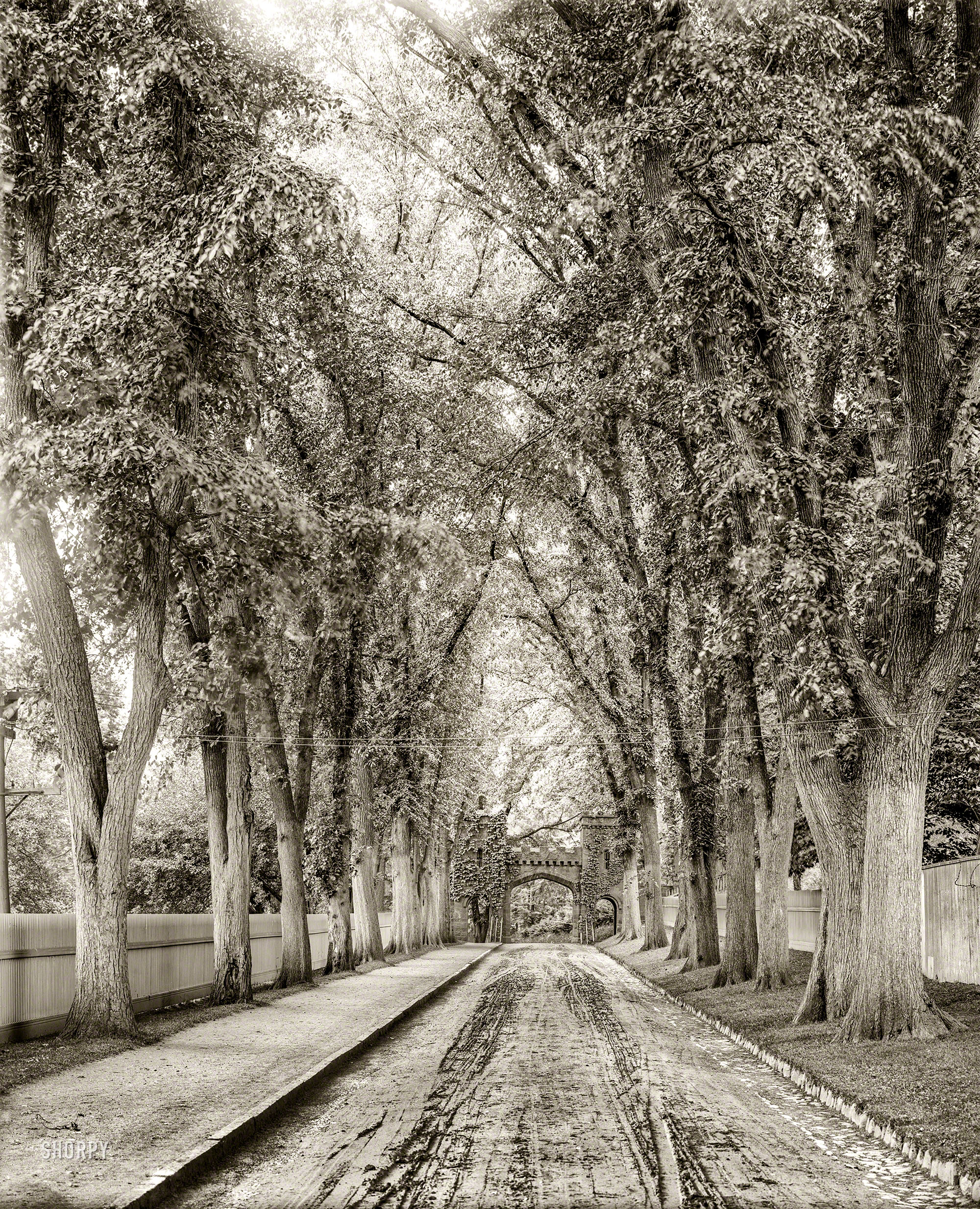 Circa 1905. "Cemetery Avenue, Springfield, Mass." 8x10 inch dry plate glass negative, Detroit Publishing Company. View full size.