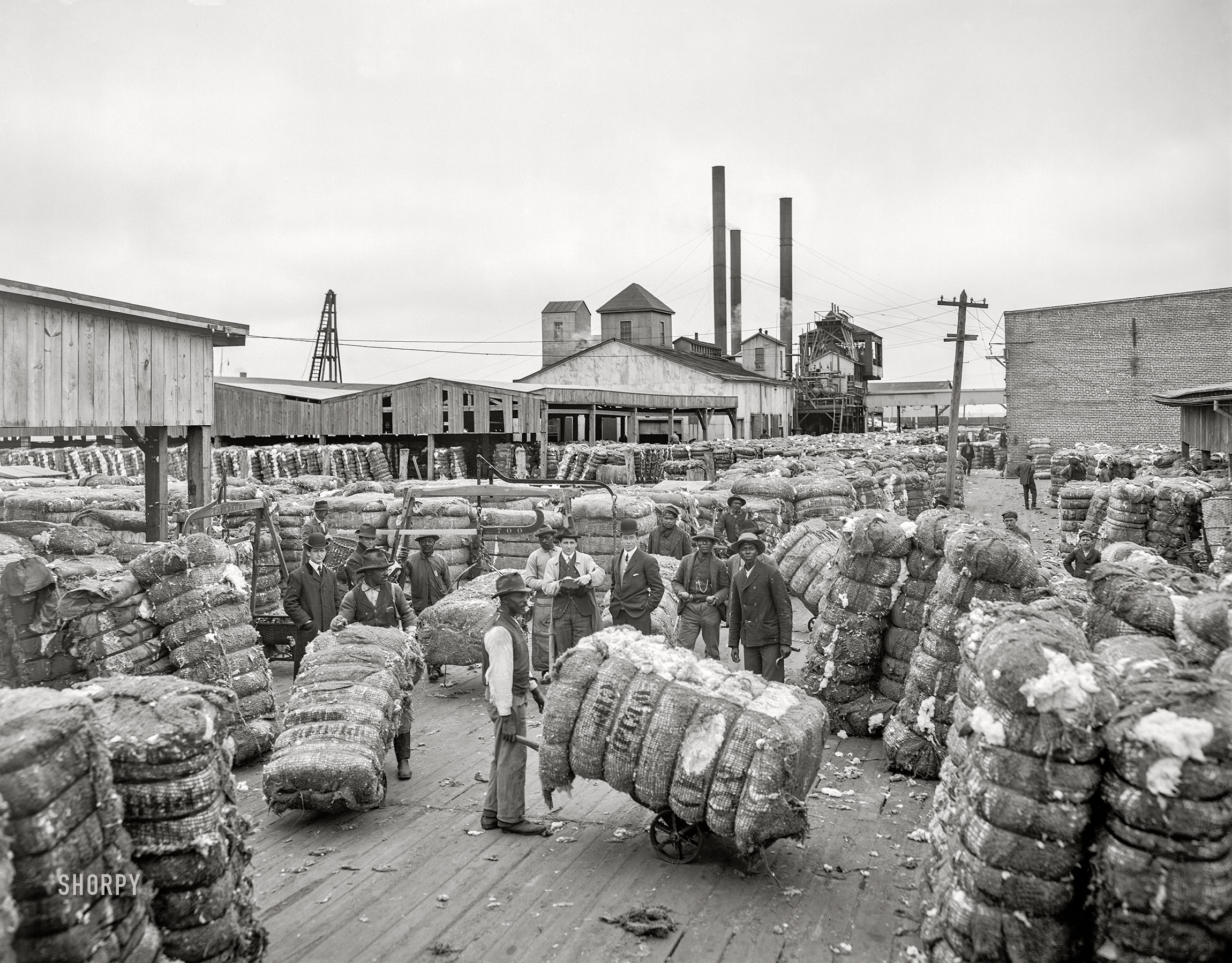 Norfolk, Virginia, circa 1905. "Weighing cotton on the docks." 8x10 inch dry plate glass negative, Detroit Publishing Company. View full size.