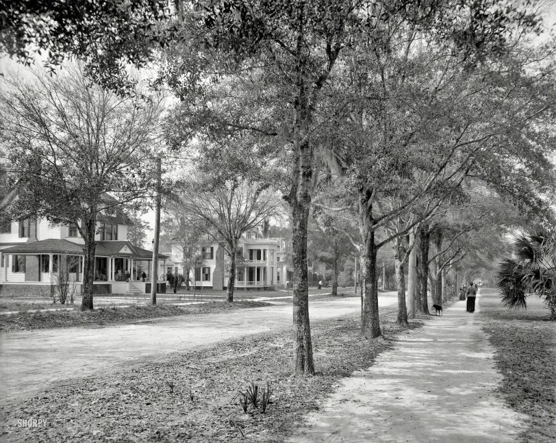 DeLand, Florida, circa 1905. "New York Avenue." Looking a little like New England with palm trees. 8x10 inch glass negative. View full size.
