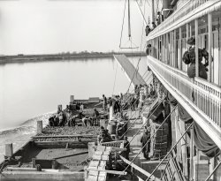 Circa 1906. "Coaling a river packet underway on the Mississippi near Memphis." 8x10 inch dry plate glass negative, Detroit Publishing Company. View full size.