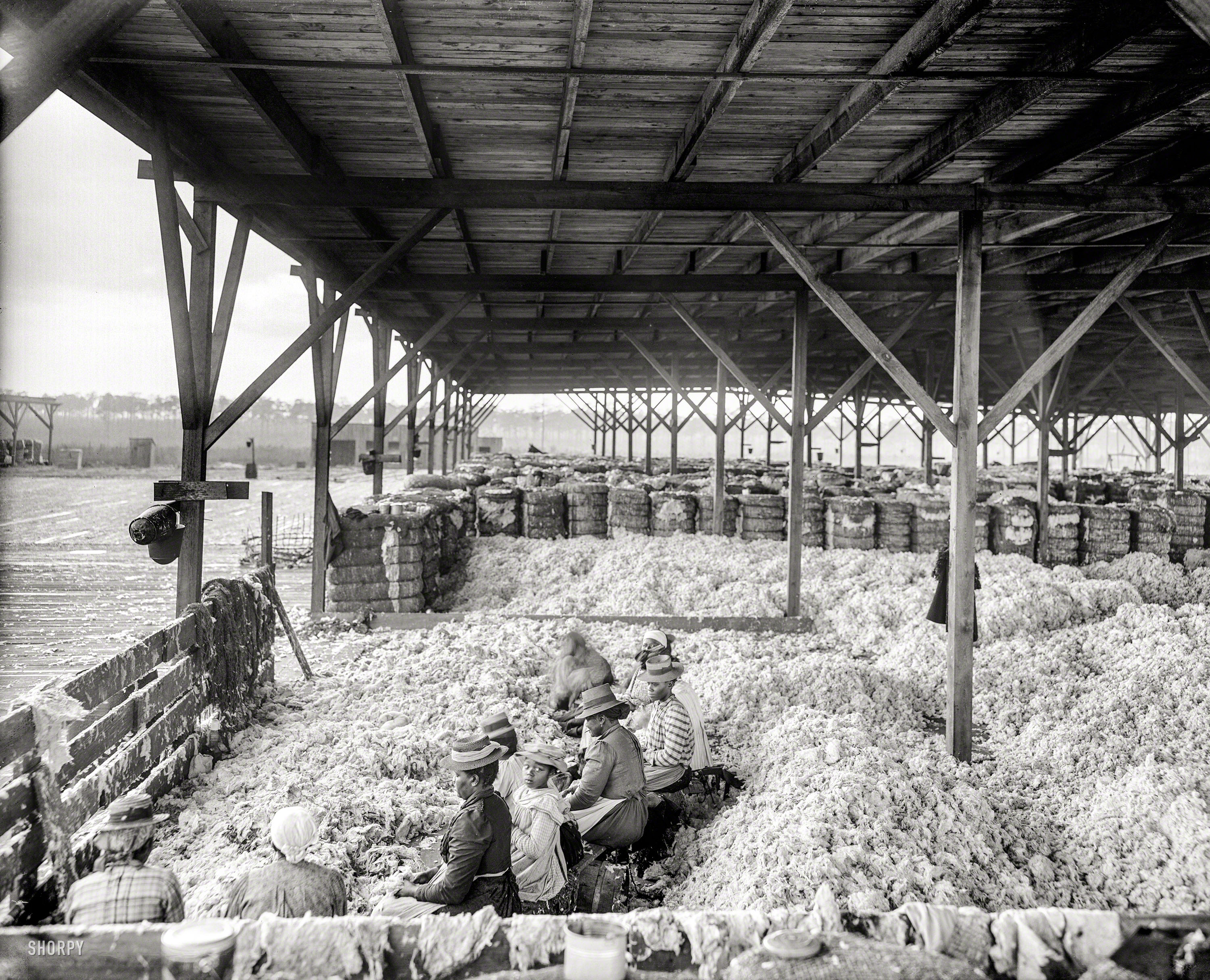 Circa 1905. "Sorting cotton -- Atlantic Cotton Compress Co., Pensacola, Florida." 8x10 inch dry plate glass negative, Detroit Publishing Co. View full size.