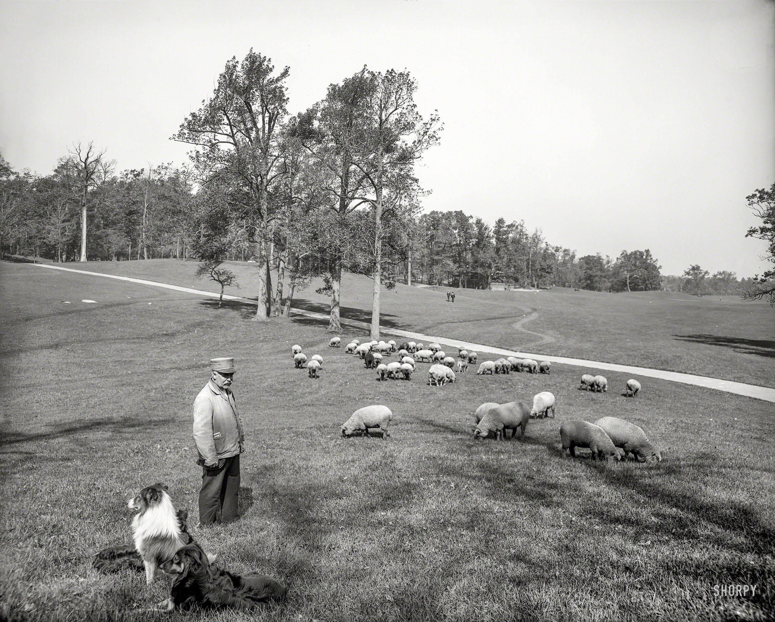 New York circa 1905. "Sheep in Prospect Park, Brooklyn." 8x10 inch dry plate glass negative, Detroit Publishing Company. View full size.