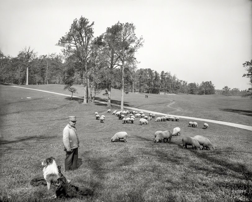 A Sheep Mows in Brooklyn: 1905