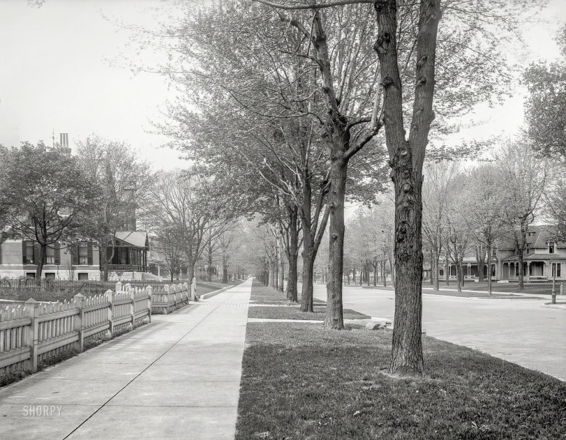 Street of Trees: 1904