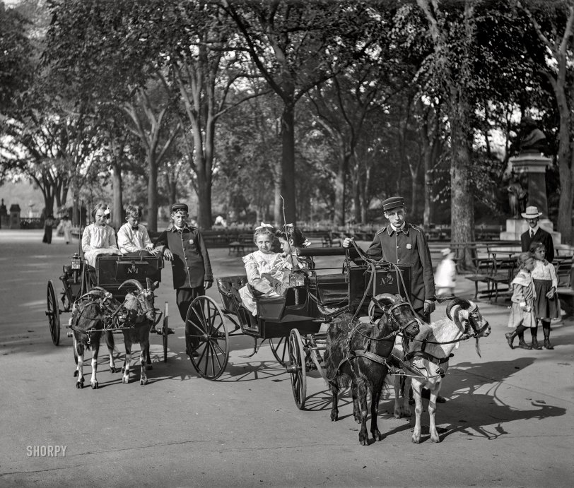 New York circa 1904. "Goat carriages in Central Park." The sullen tots last glimpsed here. 8x10 inch dry plate glass negative, Detroit Photographic Company. View full size.
