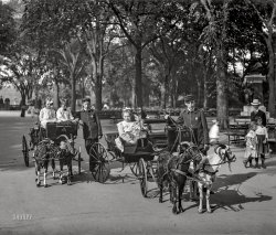 New York circa 1904. "Goat carriages in Central Park." The sullen tots last glimpsed here. 8x10 inch dry plate glass negative, Detroit Photographic Company. View full size.