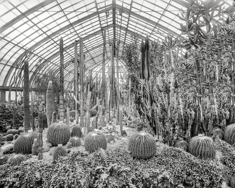 Pittsburgh circa 1905. "Cacti, Phipps Conservatory, Schenley Park." The Devil's Pin Cushion and other visitors to Pennsylvania. 8x10 glass negative. View full size.

