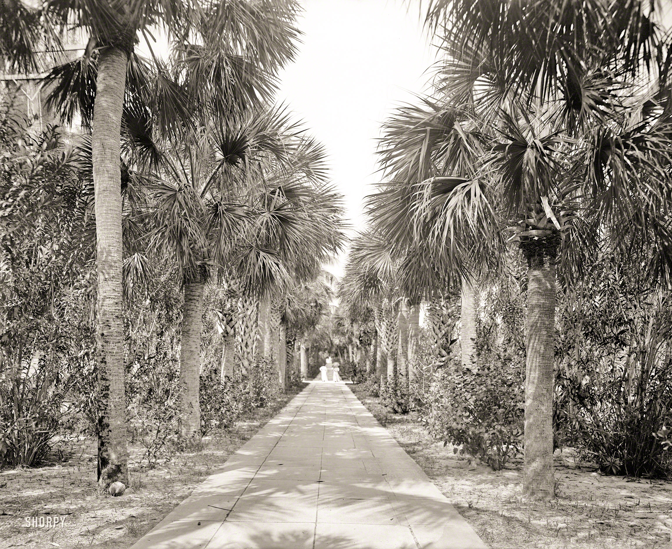 Palm Beach circa 1905. "Avenue of Palms between the Royal Poinciana Hotel and the Breakers." 8x10 inch dry plate glass negative. View full size.