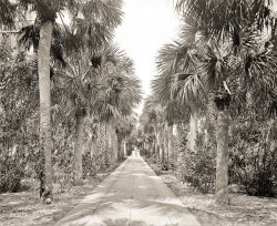Avenue of Palms: 1905