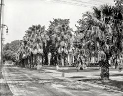 Circa 1910. "St. Charles Avenue, New Orleans, Louisiana." 8x10 inch dry plate glass negative, Detroit Publishing Company. View full size.