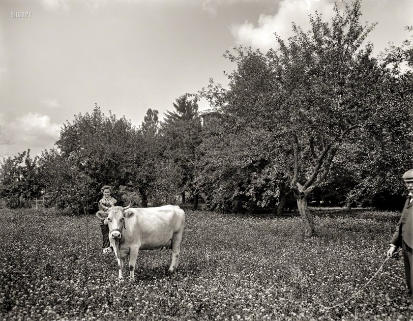 Family Cow: 1901