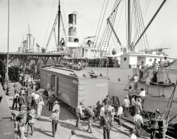 Circa 1903. "Unloading bananas at New Orleans." Final installment of a thrilling trilogy we've watched unfold here over the past three years. 8x10 inch dry plate glass negative, Detroit Publishing Company. View full size.