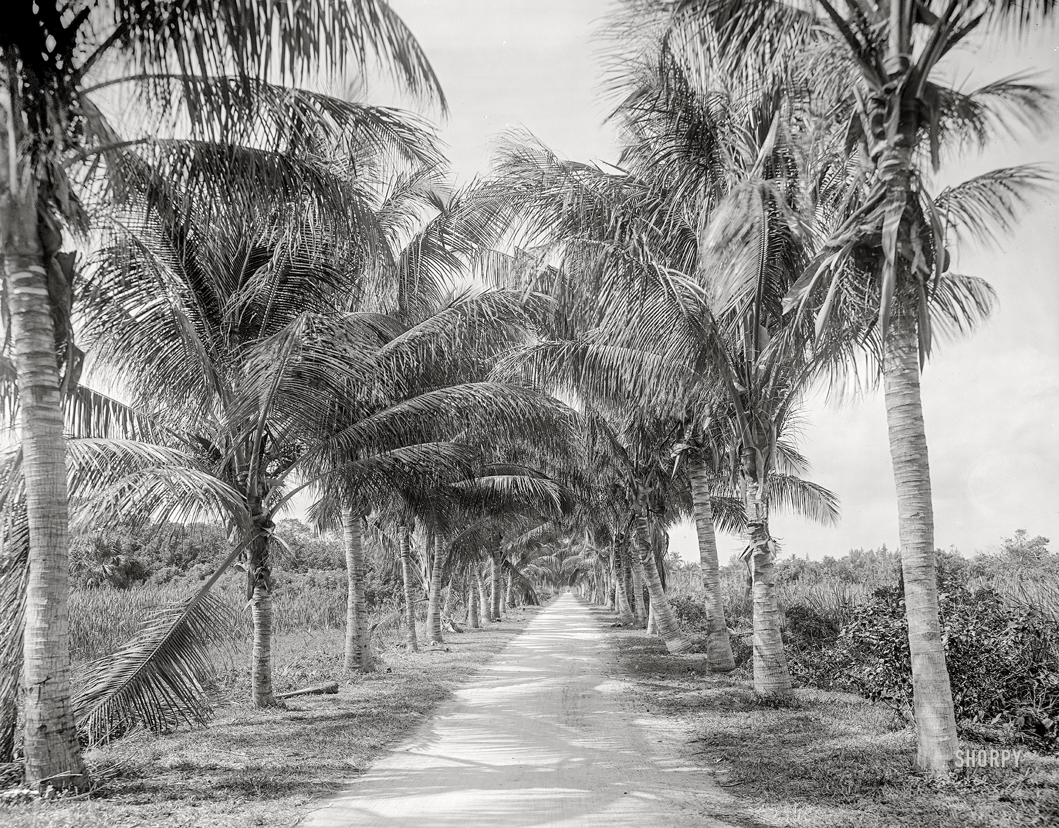 Circa 1910. "The road to the jungle. Palm Beach, Fla." 8x10 inch dry plate glass negative, Detroit Publishing Company. View full size.