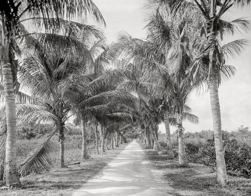 Parallel Palms: 1910