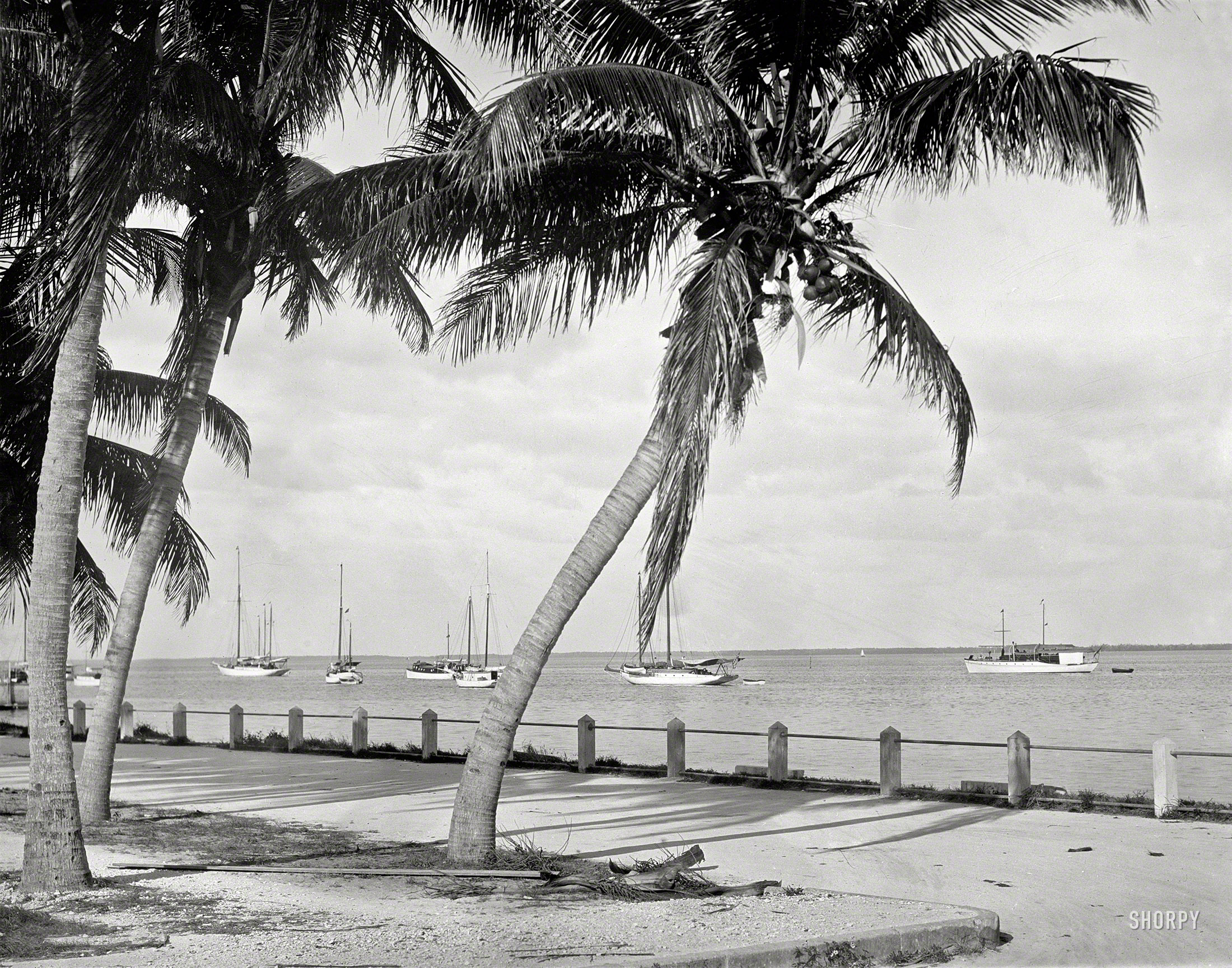 Florida circa 1912. "Biscayne Bay, Miami." Back when the highrises were mostly trees. 8x10 inch glass negative, Detroit Publishing Company. View full size.