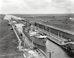 Circa 1915. "Bolton Castle in Gatun Locks, west chamber, Panama Canal." Just the thing to float your boat. 8x10 inch dry plate glass negative. View full size.
Canal Zone SentryDown the slope behind the nearest mule is a US soldier propertly kitted out in the uniform of the period: M1911 campaign hat, woolen shirt and breeches, russet leather shoes and canvas leggins, and armed with the M1903 Springfield. Looks good, but not the best suited uniform for the Canal Zone. 
Skinny ShipThe Bolton Castle looks anorexic compared to some the ships that just barely squeeze through the locks now.
Mules and MogulsThere's so much of interest to me in this photo, apart from the nearly new Clyde-built steamship. I count six of the original GE mules running on their 5' gauge rack and adhesion track, there's two Western Wheeled Scraper side-dump wagons on the left of the lock, and way off in the right background there's an Isthmian Canal Commission Alco-Cooke 2-6-0 switching cars. I'd love to step back in time and spend the day here. :)
(The Gallery, Boats & Bridges, DPC, Railroads)