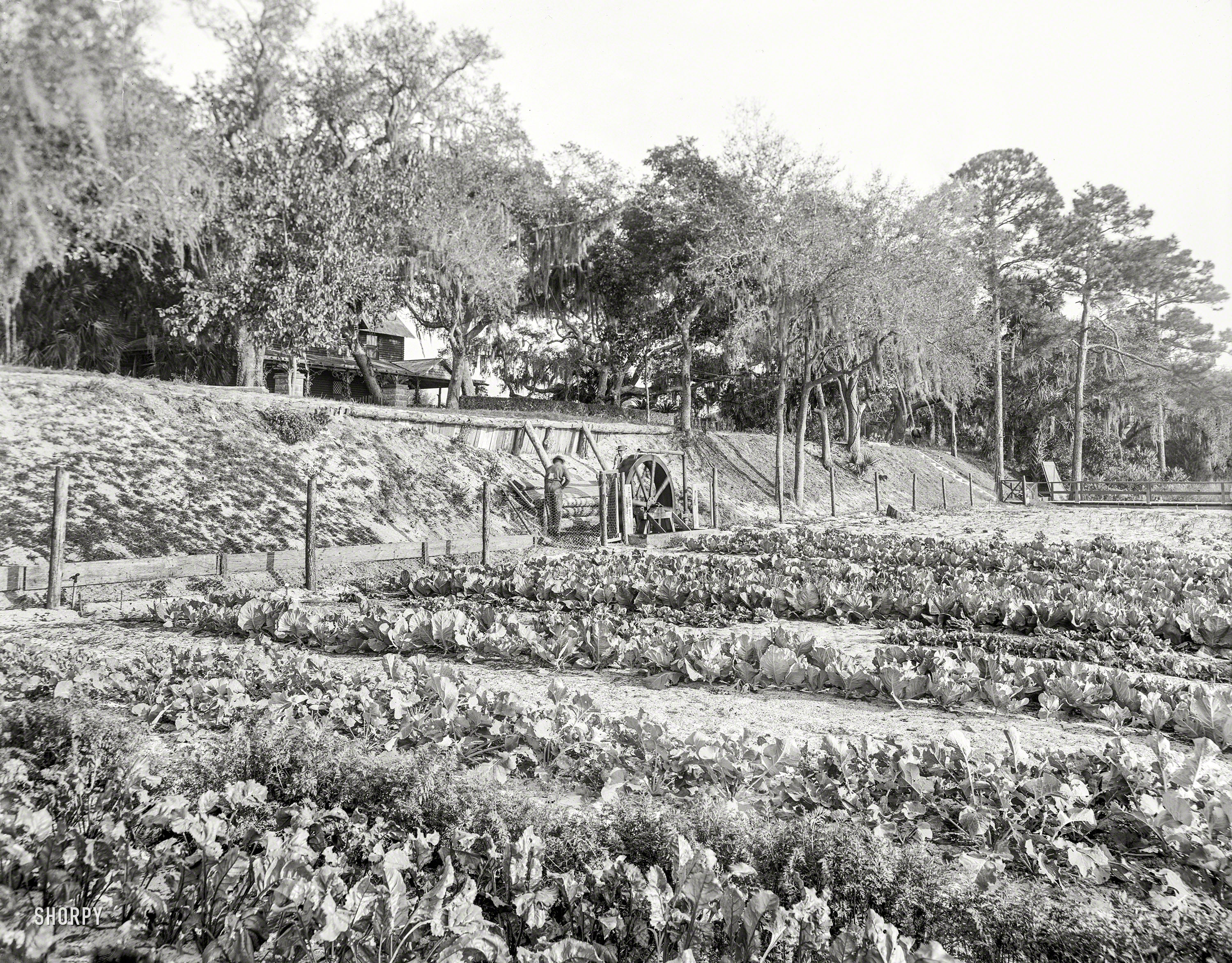 Volusia County, Florida, circa 1903. "Artesian well pumping water for irrigation at Ormond." 8x10 glass negative, Detroit Publishing Company. View full size.