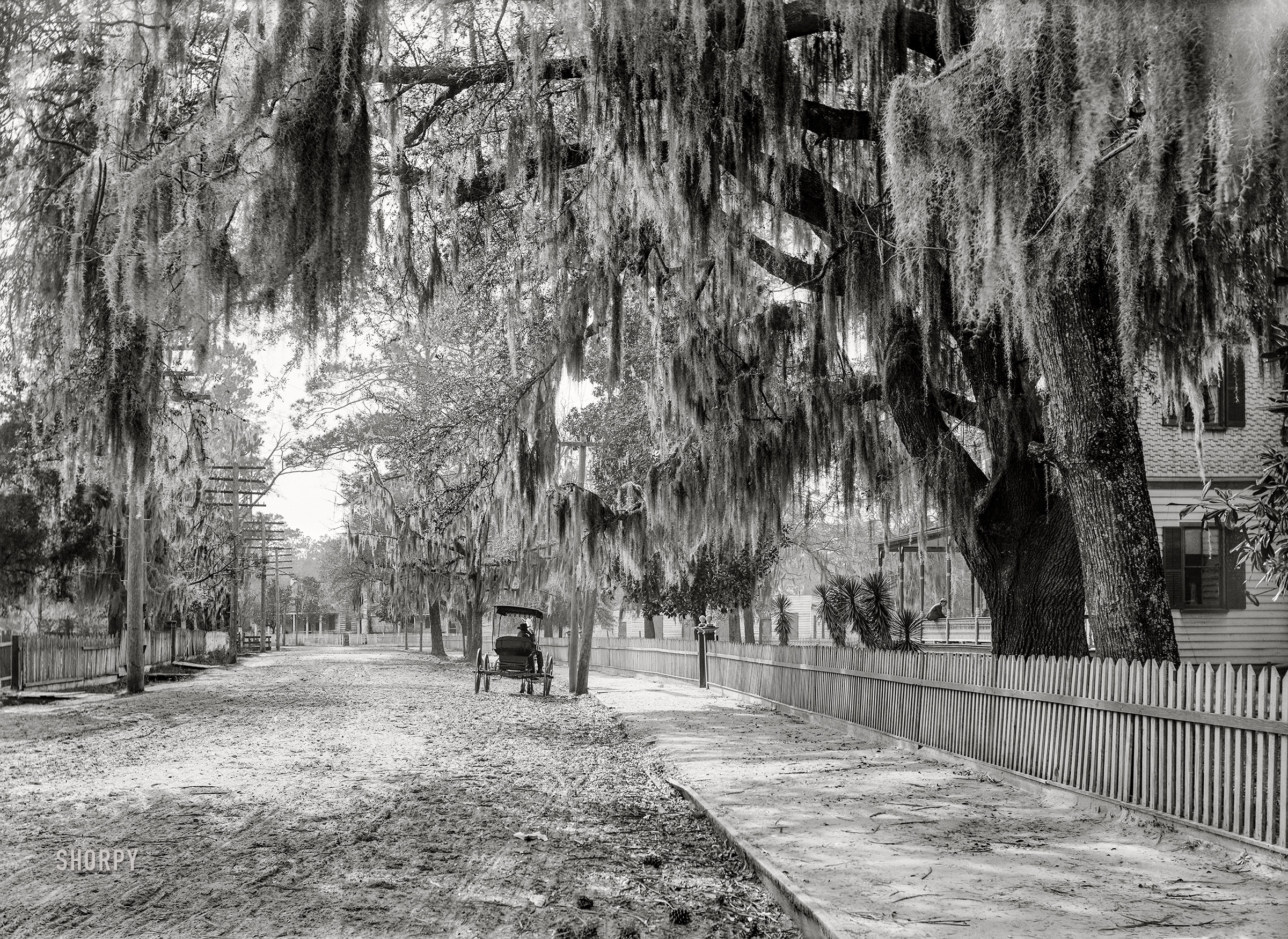1906. "Sumter Avenue, Summerville, South Carolina." 5x7 inch dry plate glass negative, Detroit Publishing Company. View full size.