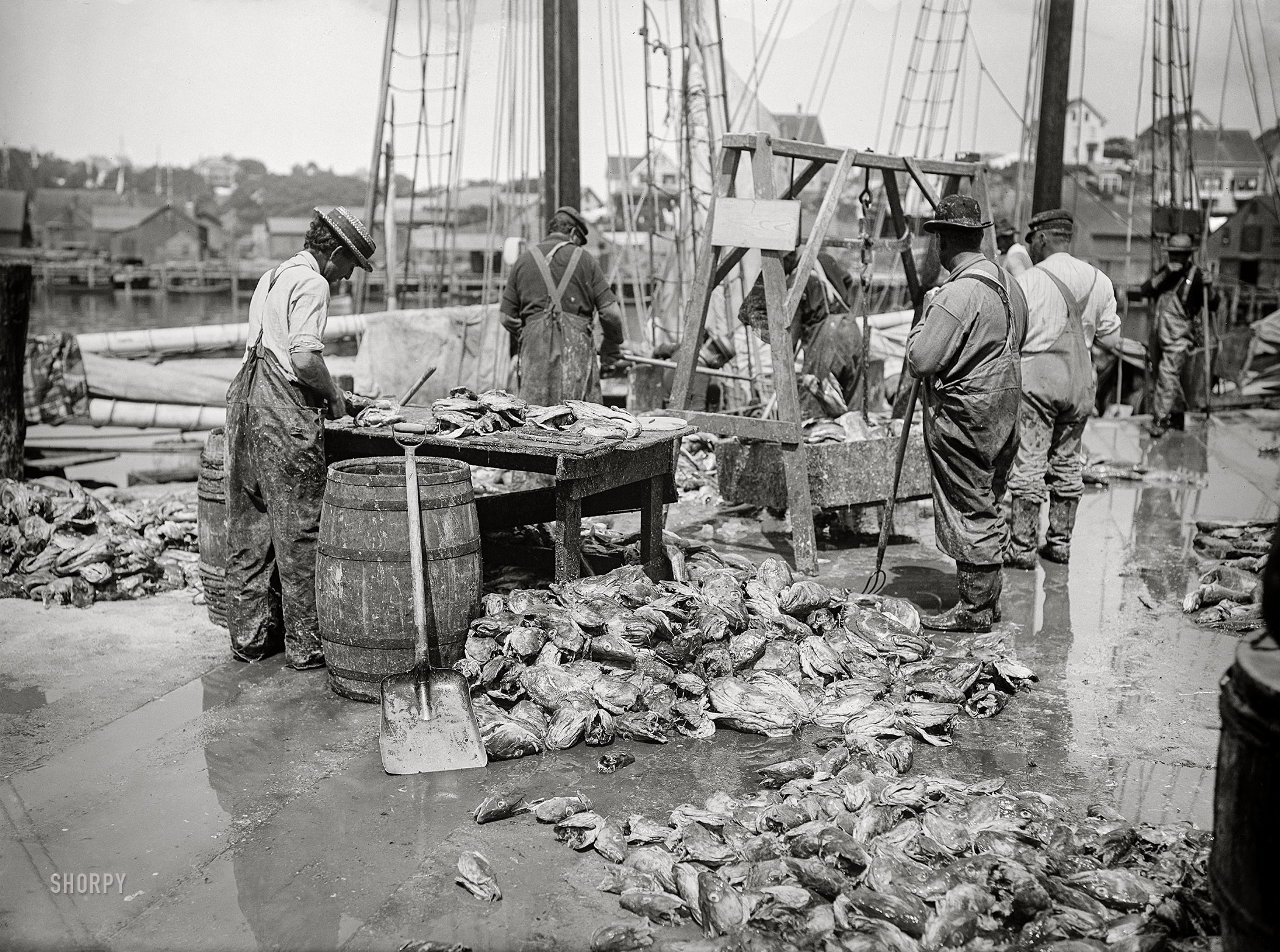 Gloucester, Massachusetts, circa 1905. "Cod -- weighing the catch." 5x7 inch dry plate glass negative, Detroit Publishing Company. View full size.