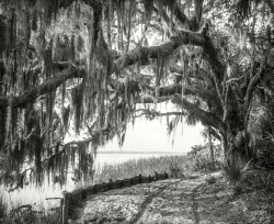 1894. "Royal arch oak with Spanish moss, Ormond, Florida." 8x10 inch glass negative by William Henry Jackson. View full size.