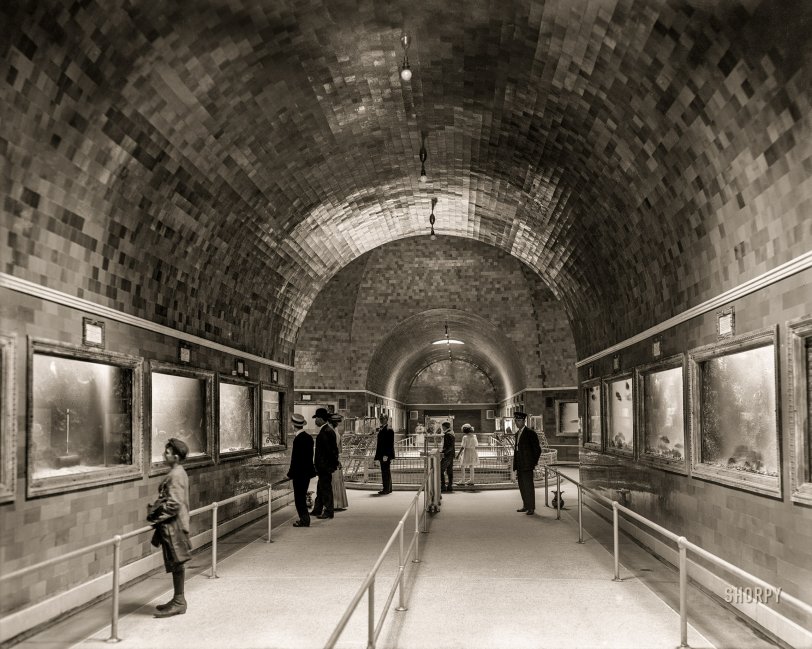 Detroit circa 1908. "Interior of Aquarium, Belle Isle Park." The watery wonderland last glimpsed here. 8x10 inch dry plate glass negative, Detroit Publishing Company. View full size.
