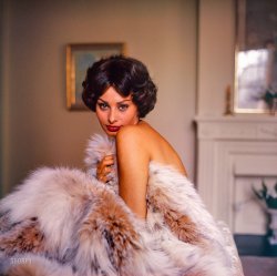 November 1961. "Actress Sophia Loren posing with fur stole." Color transparency by Michael Vaccaro for the Look magazine assignment "Clothes to Bring Out the Beast." Shall we slip into something more comfortable? View full size.