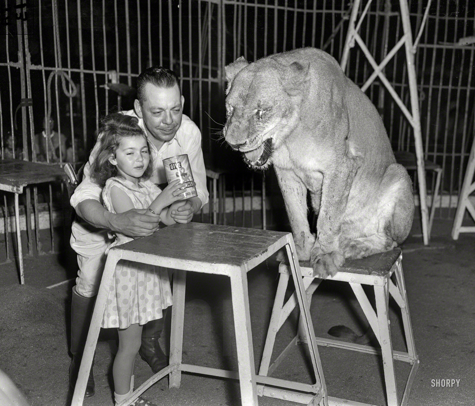 Chicago circa 1958. "American Cancer Society -- Circus lion tamer." Would you take a check? 4x5 acetate negative from the Shorpy News Archive. View full size.