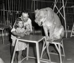 Chicago circa 1958. "American Cancer Society -- Circus lion tamer." Would you take a check? 4x5 acetate negative from the Shorpy News Archive. View full size.