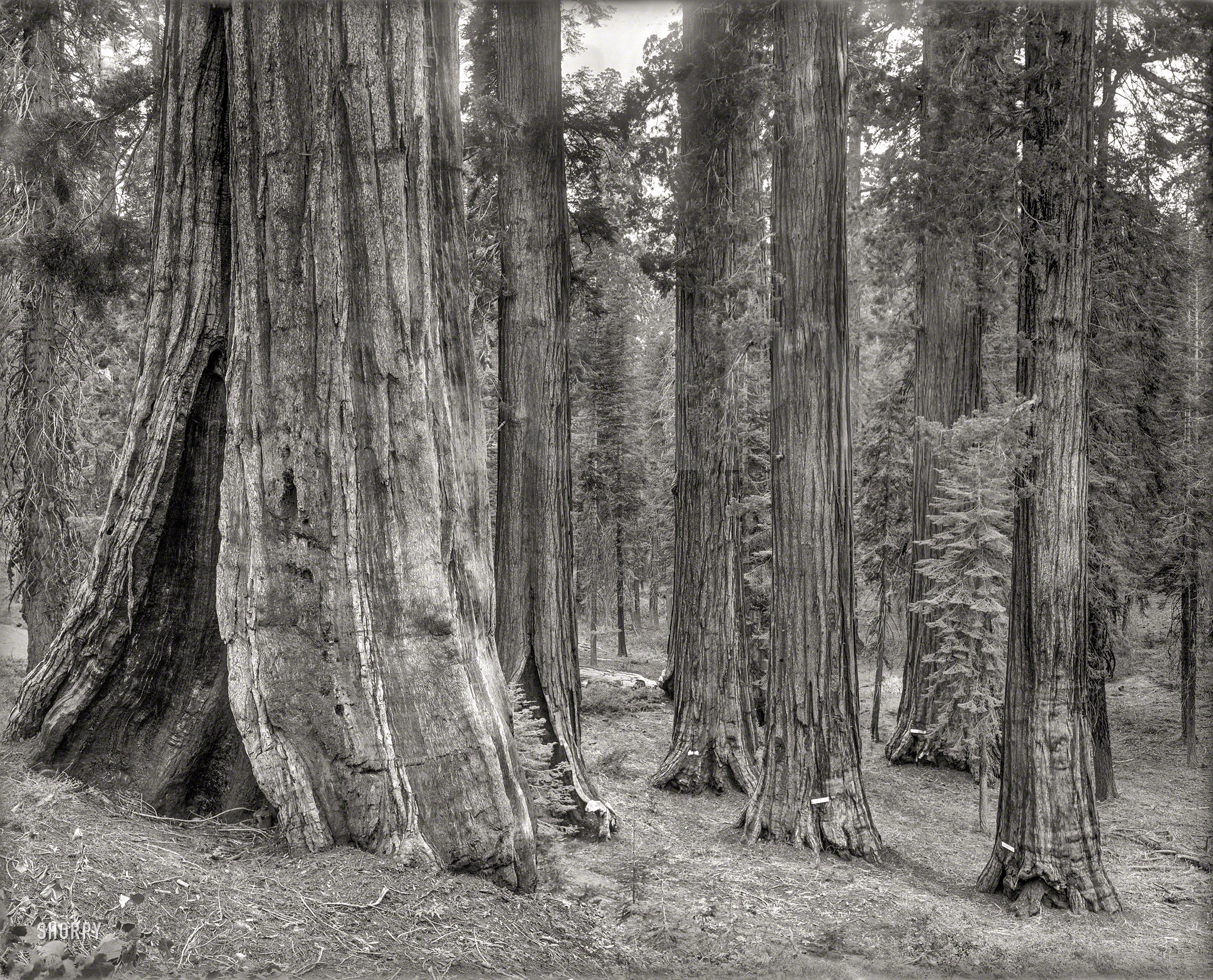 Circa 1890s California. An uncaptioned 8x10 glass plate of redwoods including the "Gen. Robert E. Lee" at right, which would make this Grant Grove in today's Kings Canyon National Park. Another is labeled "South Carolina." View full size.