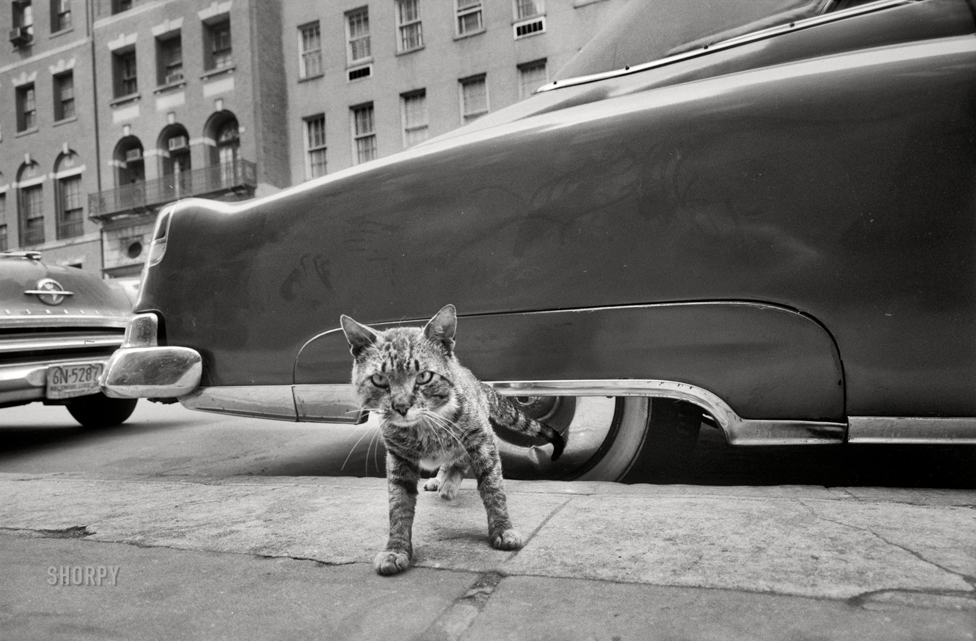 May 1959. New York. "Cat on sidewalk." 35mm negative by Angelo Rizzuto. View full size.