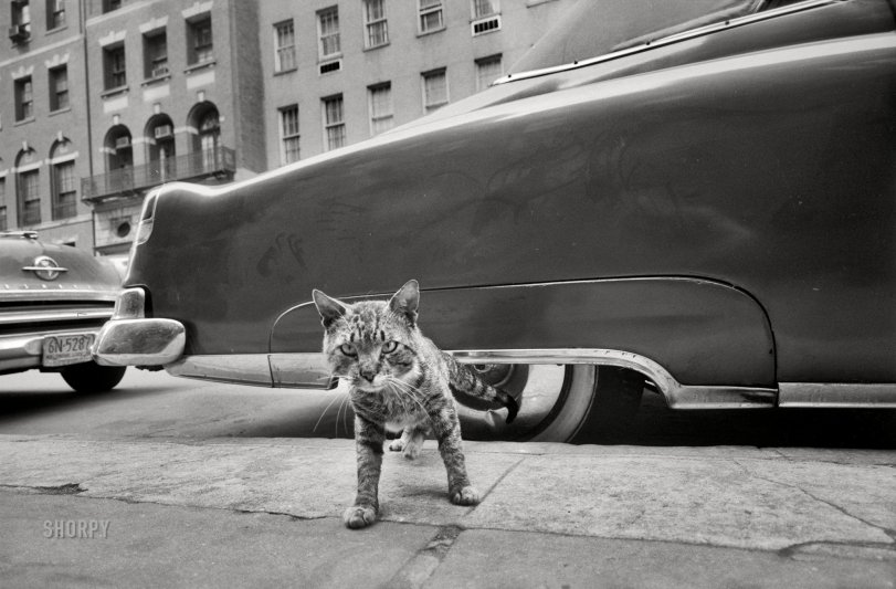 May 1959. New York. "Cat on sidewalk." 35mm negative by Angelo Rizzuto. View full size.
