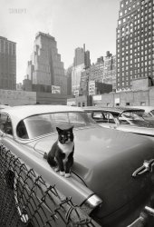 October 1958. New York. "Cat sitting on car in parking lot with skyscrapers in the distance." 35mm acetate negative by Angelo Rizzuto. View full size.