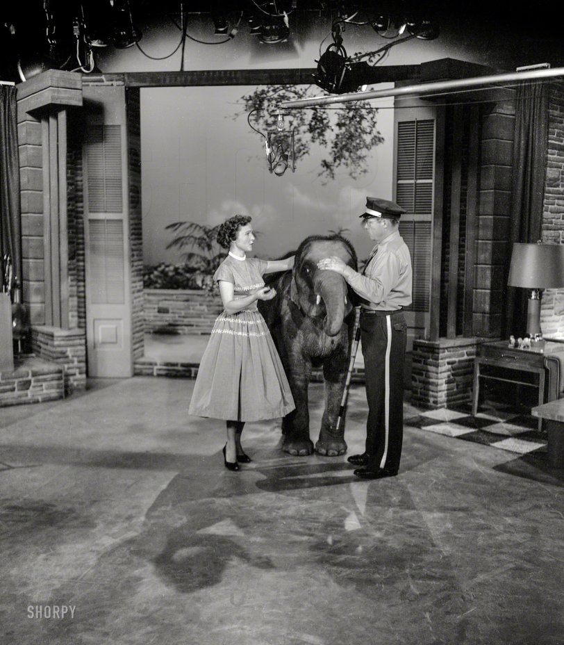 &nbsp; &nbsp; &nbsp; &nbsp; "This morning at 10, the Happy Homemaker shares her favorite elephant recipes."
Los Angeles, 1954. "Betty White with elephant on her daytime TV show." 4x5 acetate negative from the Shorpy Publicity Department archive. View full size.
