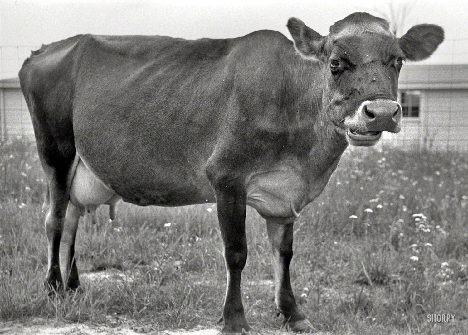 May 1938. "Cow at Wabash Farms cooperative, Indiana." Photo by Arthur Rothstein for the Farm Security Administration. View full size.