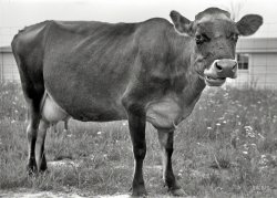 May 1938. "Cow at Wabash Farms cooperative, Indiana." Photo by Arthur Rothstein for the Farm Security Administration. View full size.
Bessie...Even the cows from the thirties are homely looking...
Atom Heart MotherA poor man's Pink Floyd Album cover?
Definitely not CarnationNo contented cows here.
Got Milk?Yes.
Incredulous"What are you lookin' at?"
Demonym BovineA Hoosier Moosier for sure!
(The Gallery, Agriculture, Arthur Rothstein)