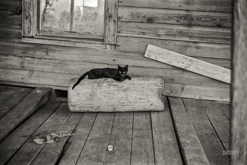 Summer 1936. "Cat on porch of a sharecropper's cabin, Hale County, Alabama." Photo by Walker Evans for the Farm Security Administration. View full size.
