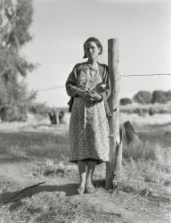 November 1936. "Pregnant migrant woman living in squatter camp. Kern County, California." Acetate negative by Dorothea Lange for the Farm Security Administration. View full size.