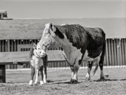 January 1942. "College Station, Texas. Texas Agricultural and Mechanical College. Cow and calf." Medium format acetate negative by Arthur Rothstein. View full size.