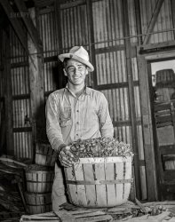 February 1942. "Robstown, Texas. Farm Security Administration migratory farm labor camp. Packing plant. Radishes." Acetate negative by Arthur Rothstein for the FSA. View full size.