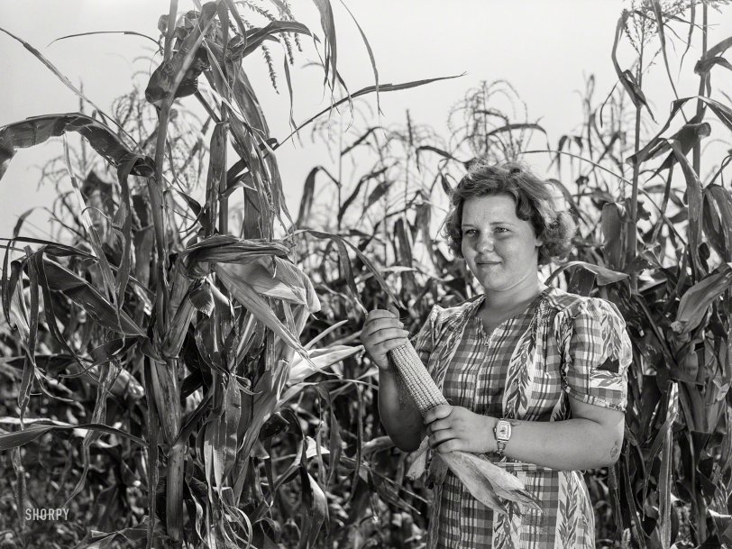 September 1939. "Margaret Kimberley, 4-H Club girl. Jasper County, Iowa." Photo by Arthur Rothstein for the Farm Security Administration. View full size.
