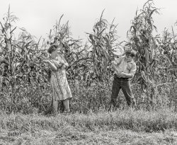 Corn Fight: 1939