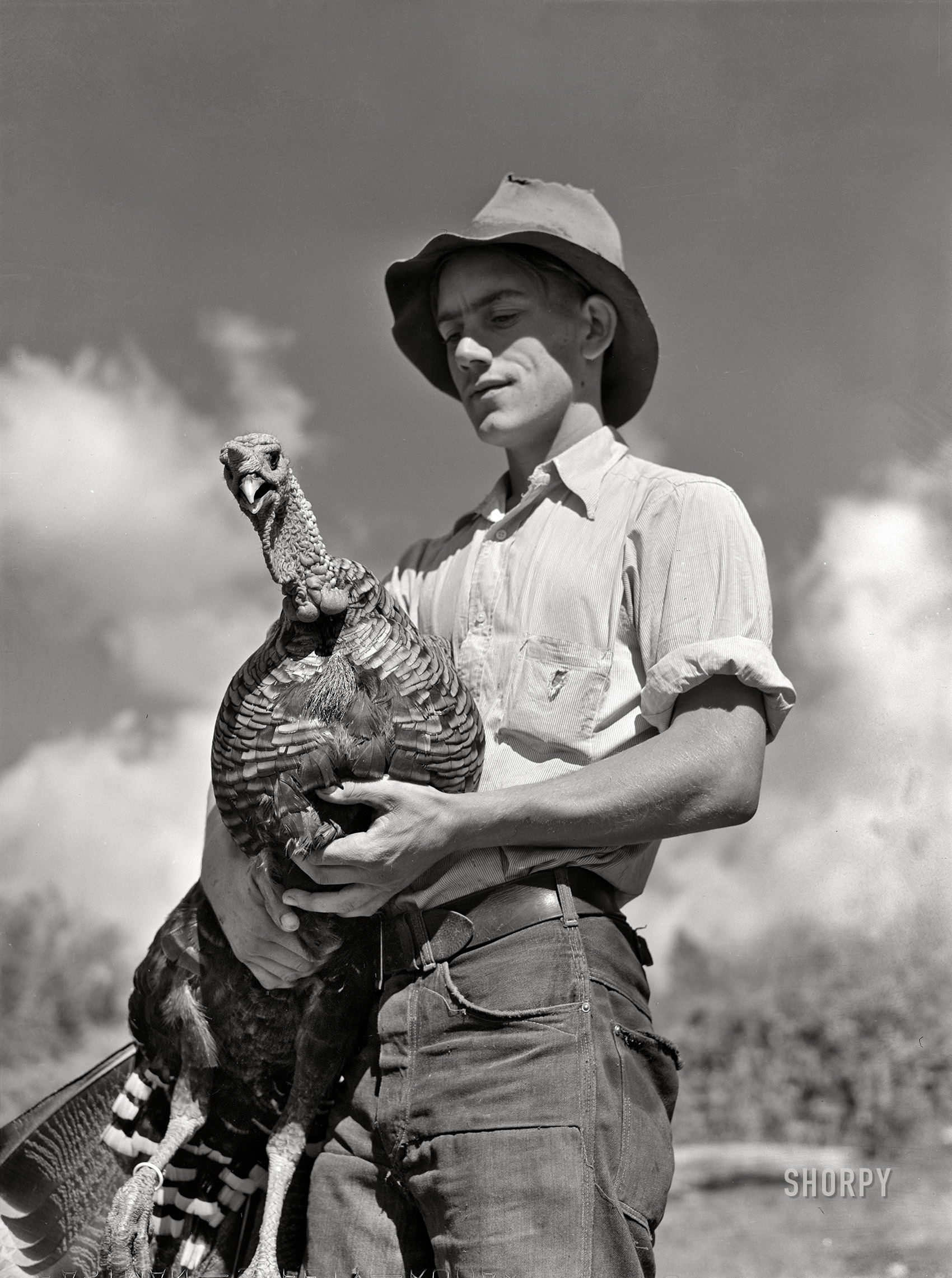 October 1939.  Chaffee County, Colorado. "Paul Arnold, son of FSA client. Herding turkeys." Gobbler and gobblee. Photo by Arthur Rothstein, Farm Security Administration. View full size.