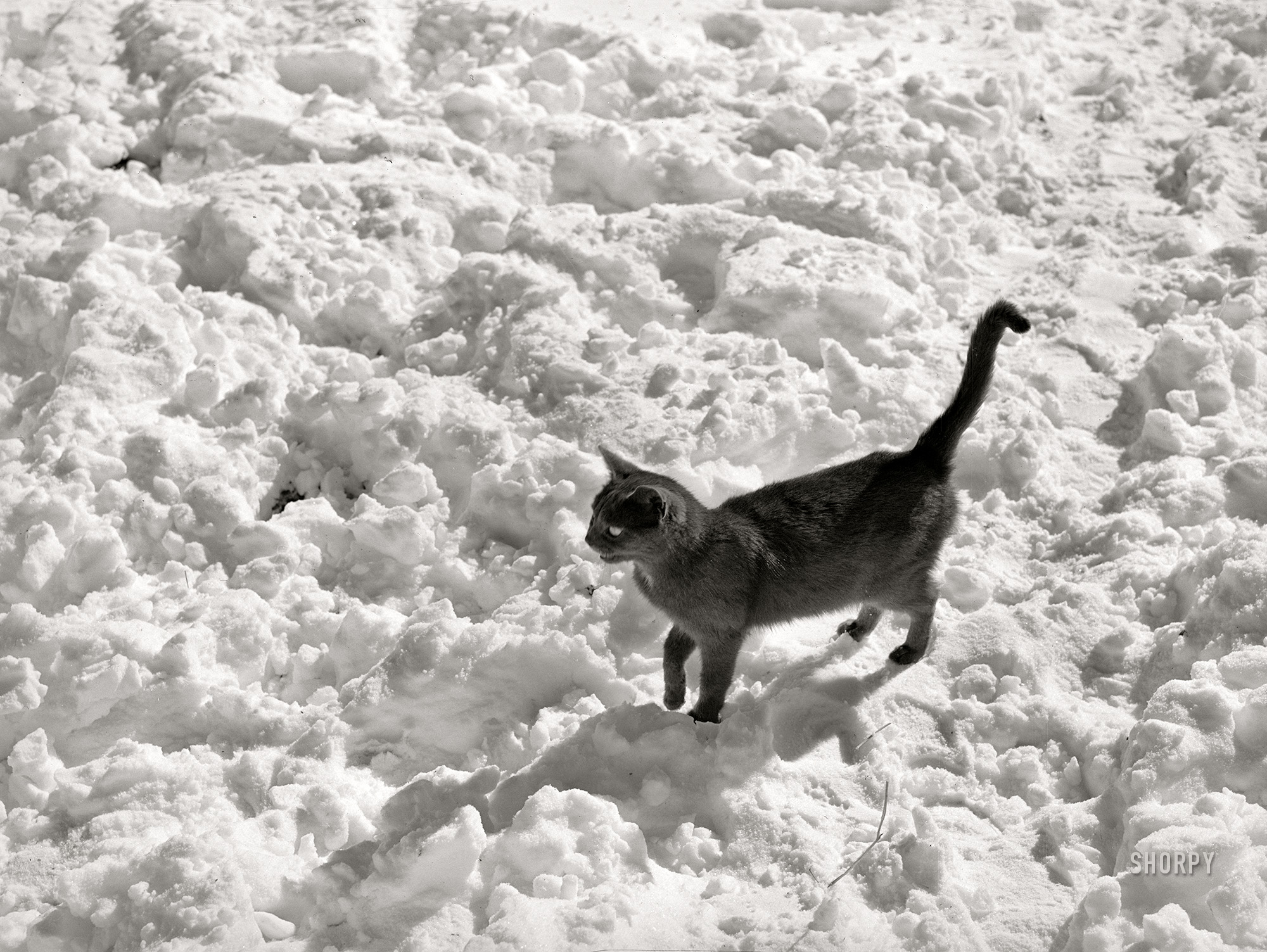 February 1940. "Black cat in snow. Ross County, Ohio." Medium format acetate negative by Arthur Rothstein for the Farm Security Administration. View full size.