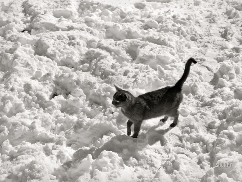 Snow-Cat: 1940