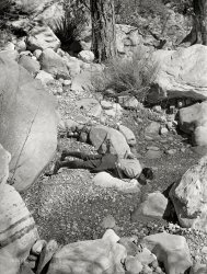 March 1940. "Pine Creek Canyon, Clark County, Nevada." Medium format negative by Arthur Rothstein, Farm Security Administration. View full size.