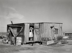 March 1939. "Home of fisherman squatter on shores of Nueces Bay. Corpus Christi, Texas. Photographs show squatters and migrants in shanty town along Nueces Bay area. Tents, shelters constructed from old boats, tar paper, automobile licenses, boxes. Privy made of automobile body." Medium format negative by Russell Lee for the Farm Security Administration. View full size.